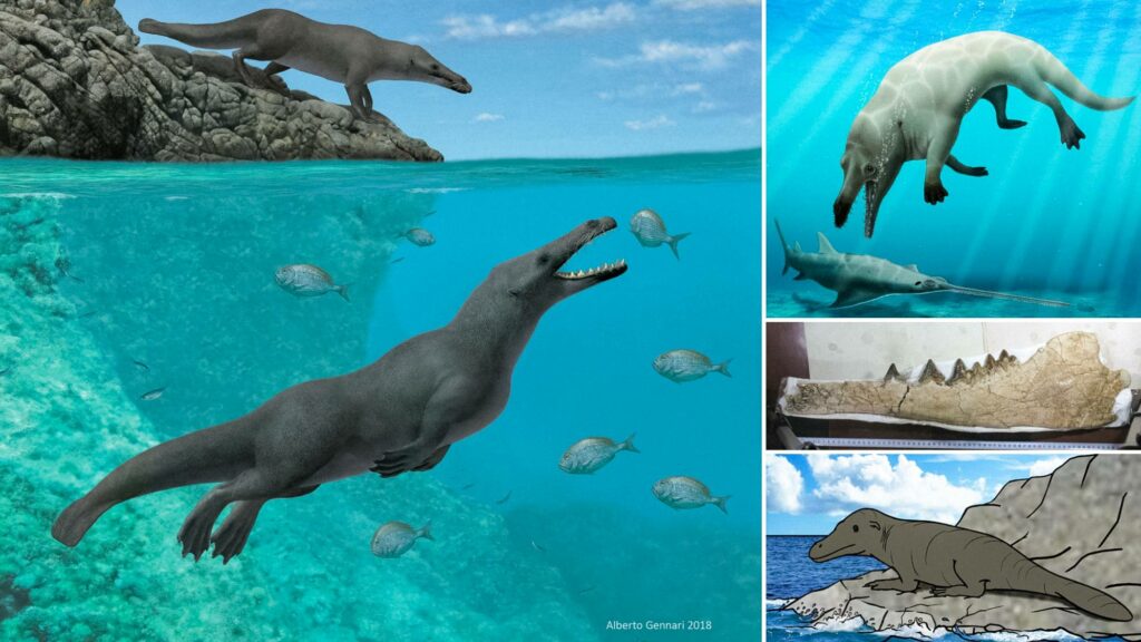 Vierpotig prehistorisch walvisfossiel met zwemvliezen gevonden in Peru 1