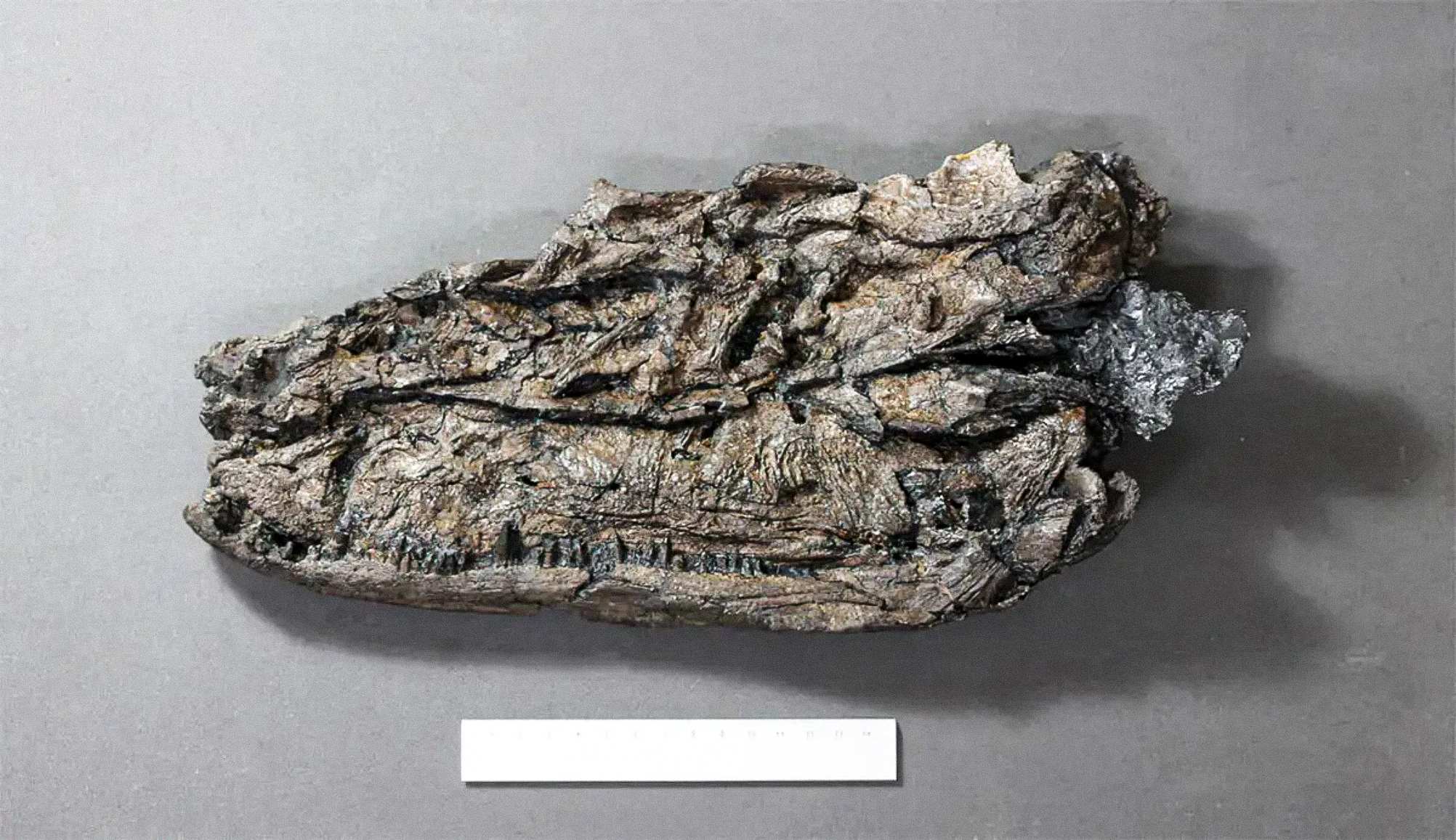 El proceso de fosilización ha provocado que los ejemplares de Crassigyrinus se compriman.