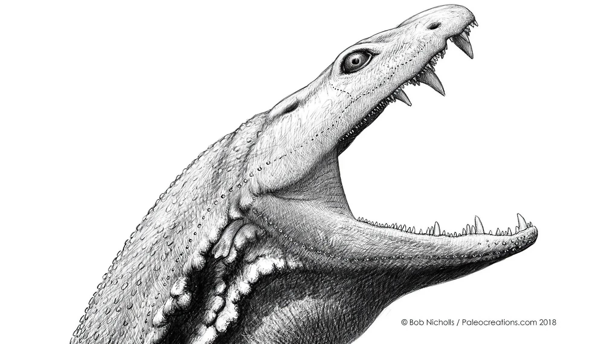Crassigyrinus scoticus живеел пред 330 милиони години во мочуриштата на денешна Шкотска и Северна Америка.