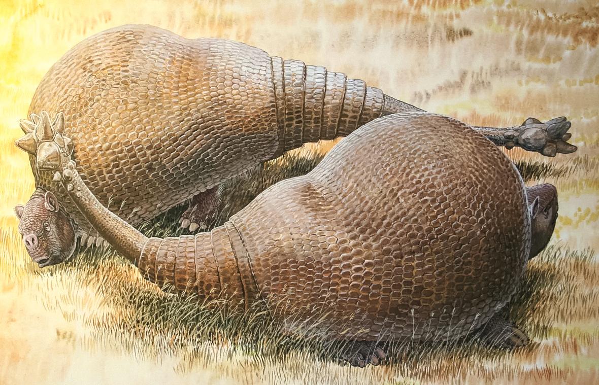 I primi umani americani cacciavano armadilli giganti e vivevano all'interno dei loro gusci 3