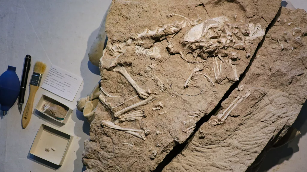 Raro fossile di antiche specie canine scoperto dai paleontologi 3