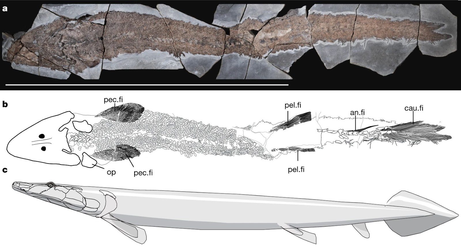Antico fossile di pesce rivela l'origine evolutiva della mano umana 1