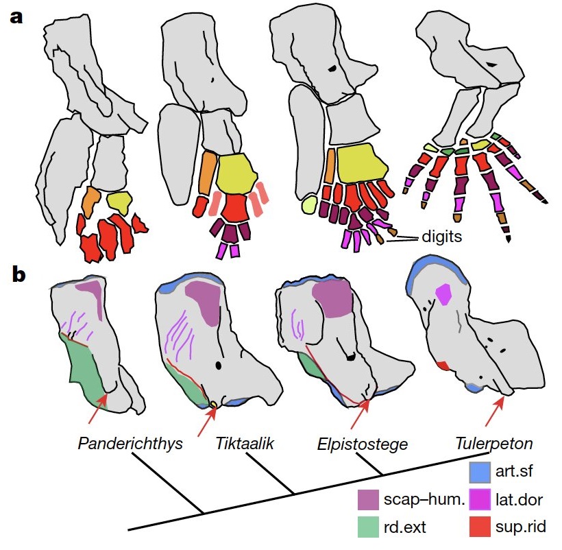 Starověká fosilie ryb odhaluje evoluční původ lidské ruky 2