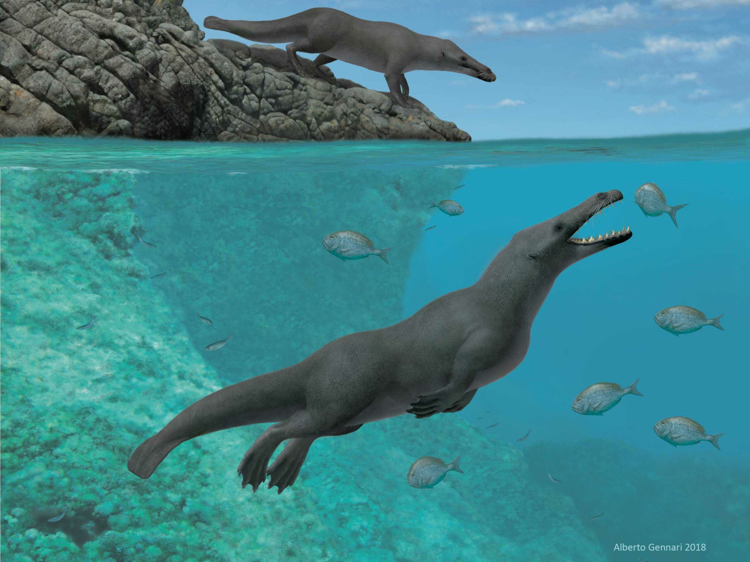Fossile di balena preistorica a quattro zampe con piedi palmati trovato in Perù 1