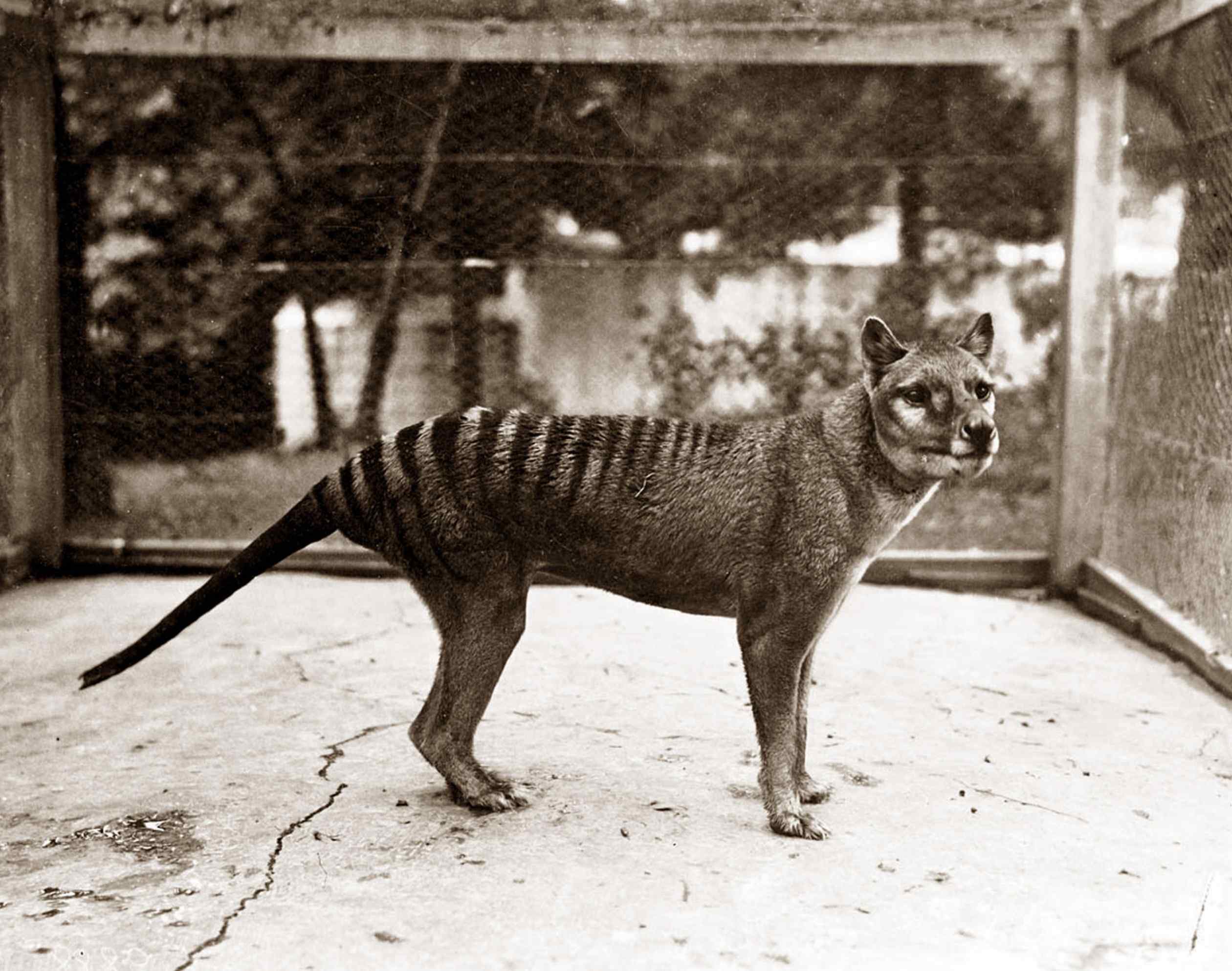 Paskutinis žinomas Tasmanijos tigras mirė nelaisvėje 1936 m. Tačiau tyrimas rodo, kad XX amžiuje buvo pastebėta dar šimtai.