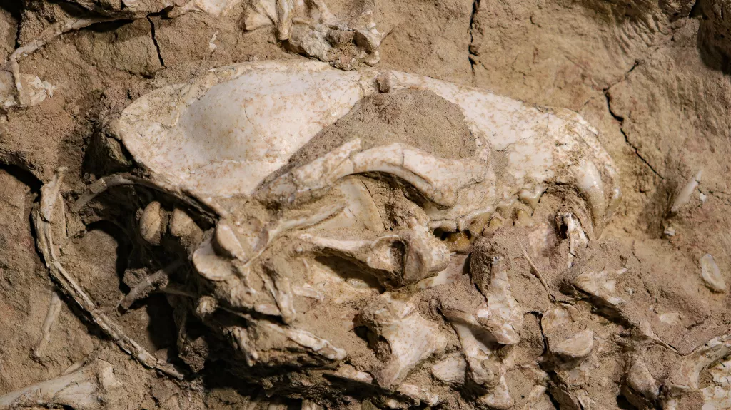 Paleontologien löytämä harvinainen fossiili muinaisista koiralajeista 7
