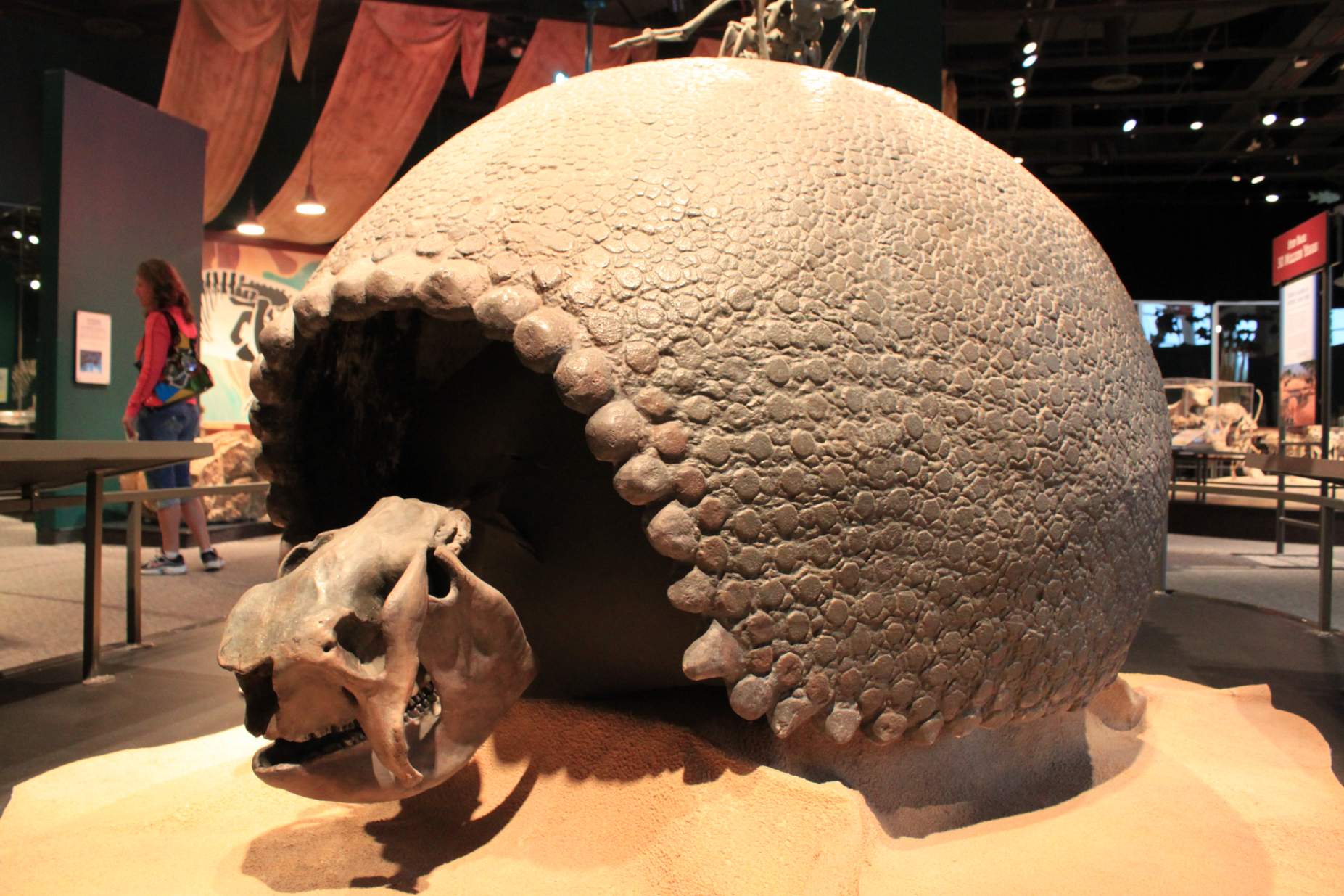 Manusa Amérika awal biasa moro armadillo raksasa sareng hirup di jero cangkangna 2