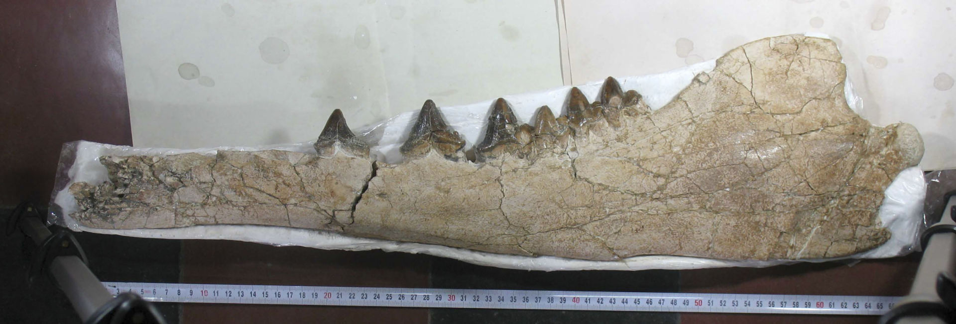 Fosilă de balenă preistorică cu patru picioare, cu picioare palmate, găsită în Peru 2