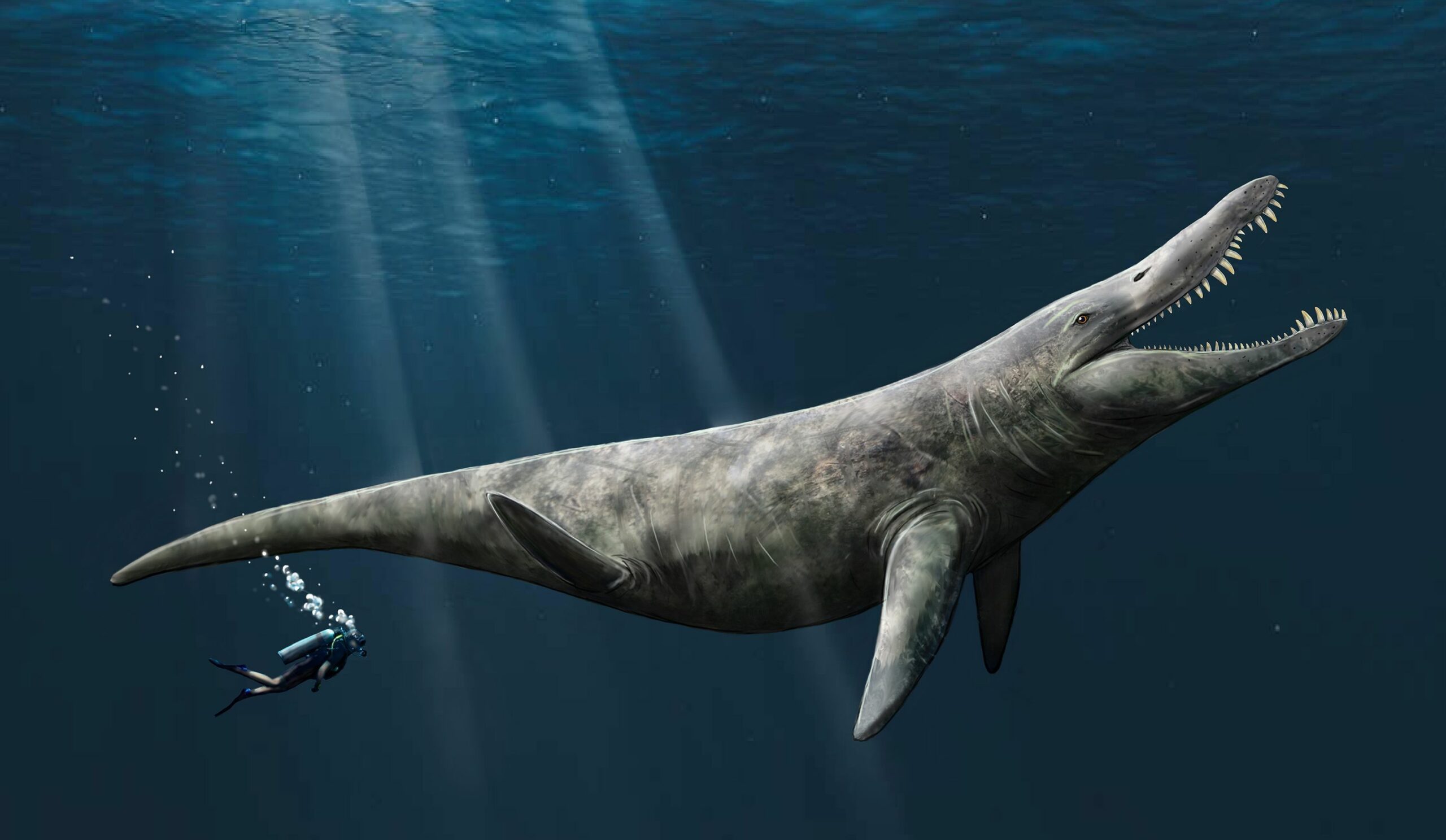 Përshtypja e një artisti për pliosaurin. Paleontologët e Universitetit të Portsmouth kanë zbuluar prova që sugjerojnë se pliosaurët, të lidhur ngushtë me Liopleurodon, mund të kishin arritur deri në 14.4 metra gjatësi, dyfishi i madhësisë së një balene vrasëse.