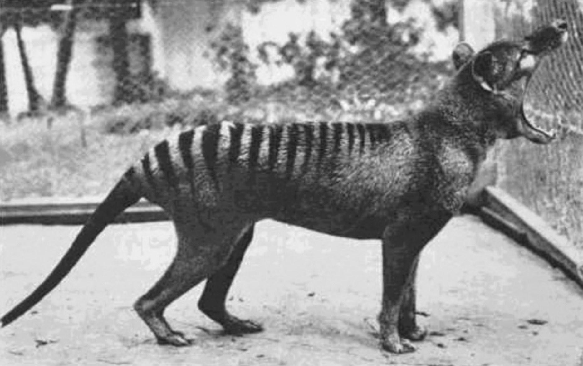 Ny thylacine dia afaka manokatra ny valanoranony amin'ny haavony tsy mahazatra: hatramin'ny 80 degre.