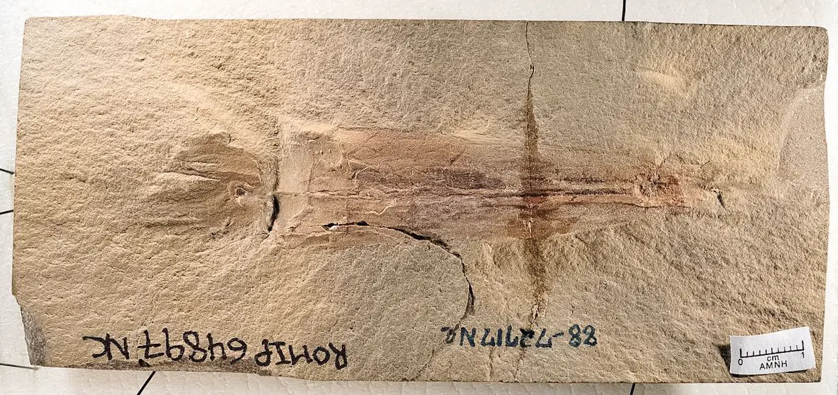 El fósil de Syllipsimopodi de Bear Gulch Limestone de Montana. El fósil está increíblemente bien conservado, especialmente dado que está compuesto principalmente de tejido blando. El fósil pertenece a las colecciones de Paleontología de Invertebrados del Museo Real de Ontario. © Christopher Whalen vía NPR.ORG / Uso Justo