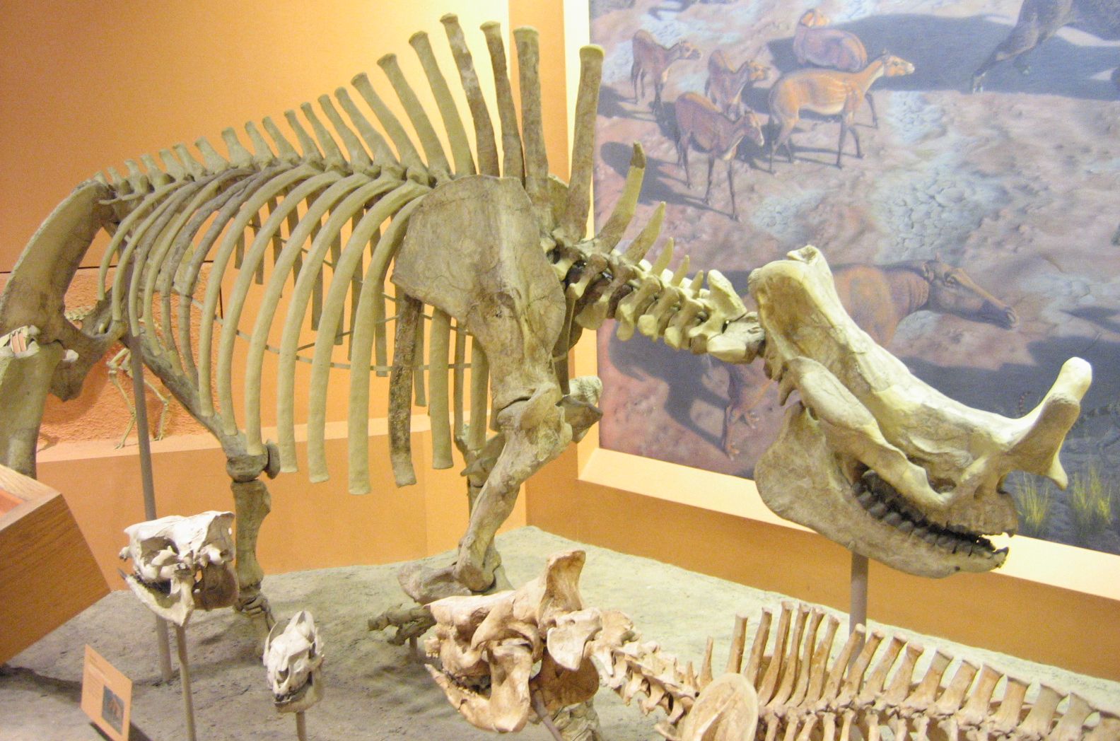 'Bestas do trovão' semelhantes a rinocerontes cresceram em um piscar de olhos evolutivo depois que os dinossauros morreram 3
