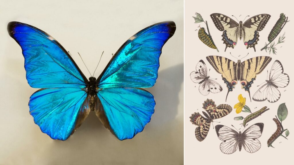 Сите пеперутки еволуирале од античките молци во Северна Америка пред 100 милиони години
