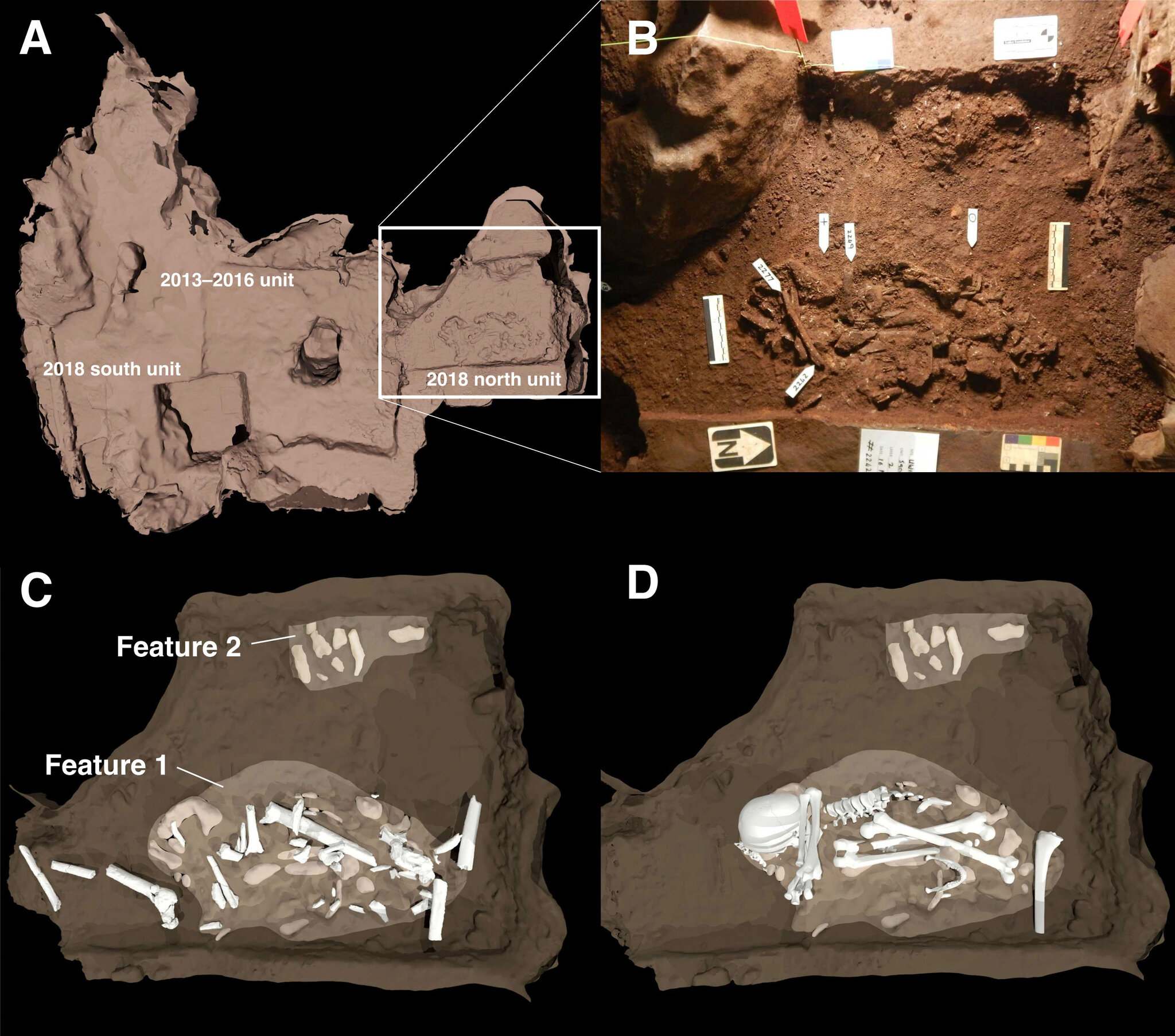Dviejų laidojimo požymių, aptiktų Kylančios žvaigždės urvo Dinaledi kameroje, schema. (A) palaidojimų padėtis, palyginti su 2013–2016 m. kasinėjimais, nurodyta kvadratiniais plotais. (B) Tai yra pagrindinių laidojimo ypatybių nuotrauka. 1 bruožas yra Homo naledi suaugusio egzemplioriaus kūnas. 2 bruožas rodo bent vieną nepilnamečio kūną laidojimo vietos pakraštyje. (C) ir (D) yra iliustracijos, parodančios, kaip kaulai buvo išdėstyti kapų viduje.