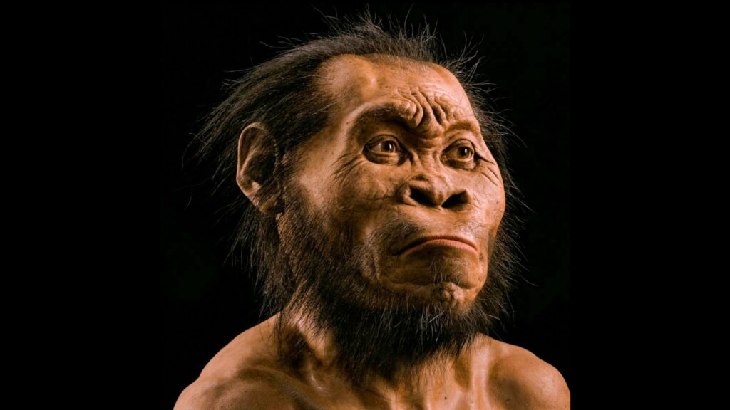 Isticmaalka baarista lafaha, paleoartist John Gurche ayaa ku dhawaad ​​700 saacadood ku qaatay dib u dhiska madaxa Homo naledi.