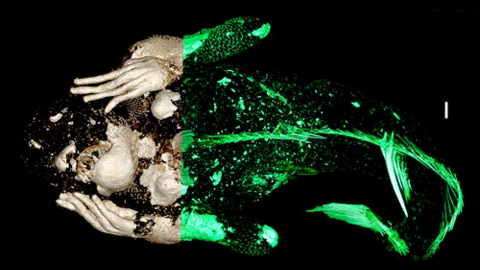 Виявлена ​​в Японії мумія «русалки», яка переслідує людей, виявилася ще дивнішою, ніж очікували вчені 3