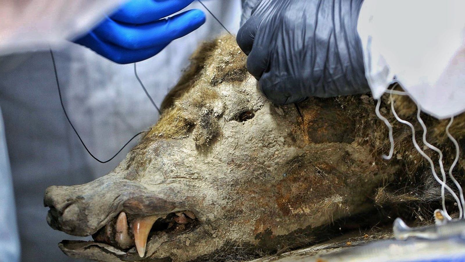 „Prehistorický“ mumifikovaný medvěd objevený v sibiřském permafrostu není to, co si vědci dříve mysleli 4