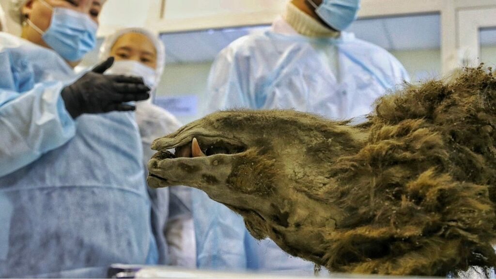 „Prehistorický“ mumifikovaný medvěd objevený v sibiřském permafrostu není to, co si vědci dříve mysleli 1