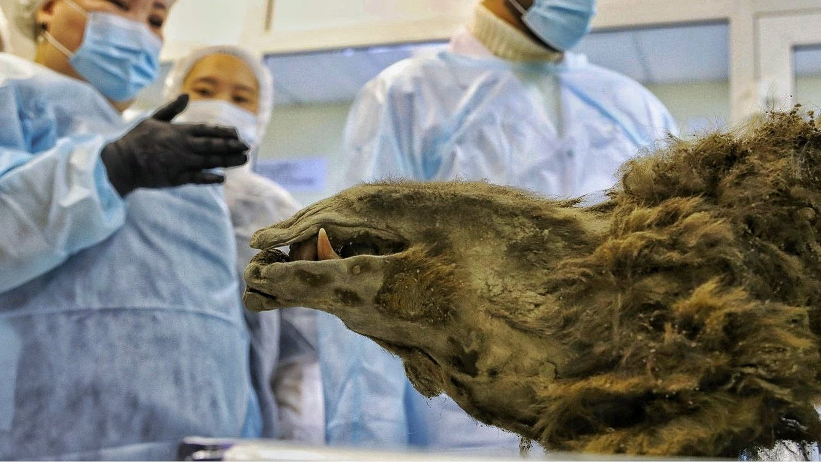 L'ours momifié «préhistorique» découvert dans le pergélisol sibérien n'est pas ce que les scientifiques pensaient auparavant 1