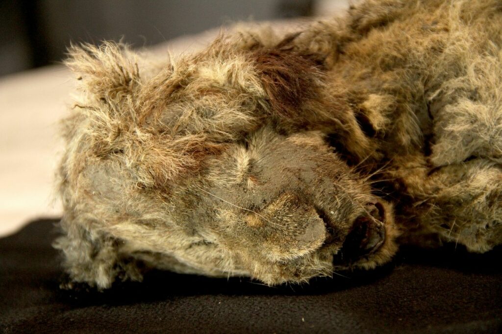 Perfekt bevarede huleløveunger fundet i permafrost afslører livet af uddøde arter 7