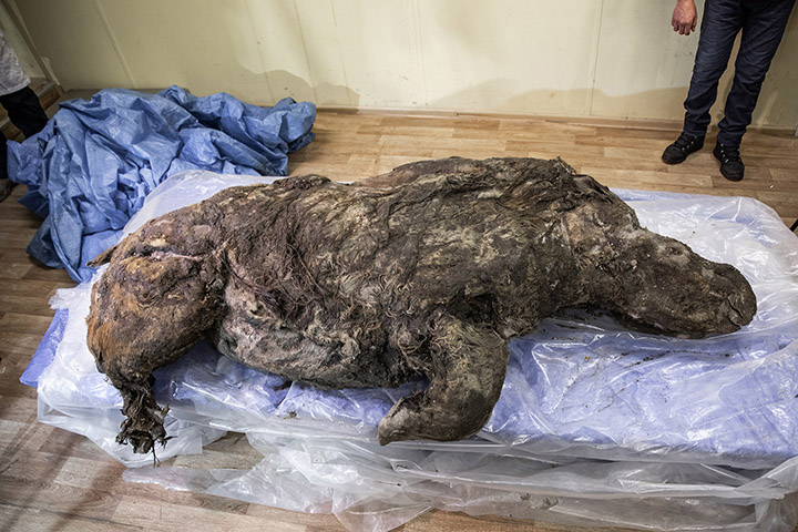Well-preserved ice age woolly rhino found in Siberia 1