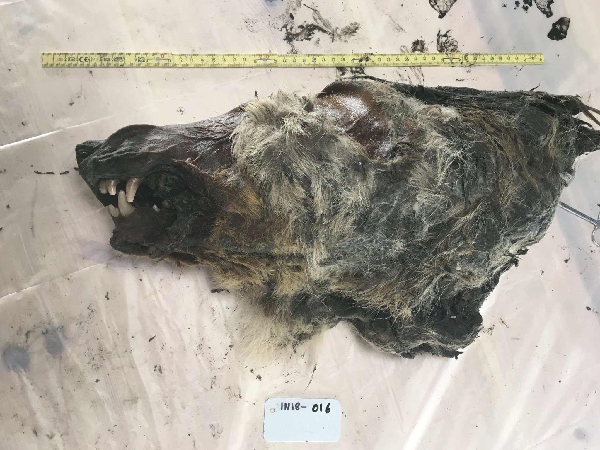 Im sibirischen Permafrost 32,000 wurde ein perfekt erhaltener 1 Jahre alter Wolfskopf gefunden