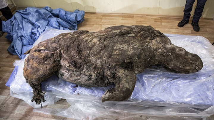 Rinocer lânos din epoca glaciară bine conservat găsit în Siberia 7
