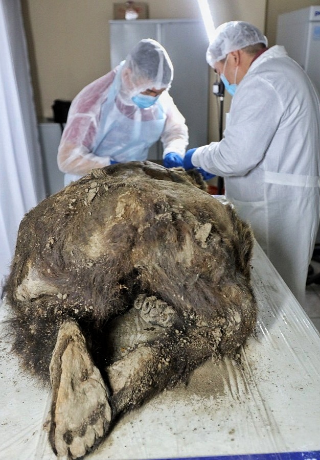 „Prehistorický“ mumifikovaný medvěd objevený v sibiřském permafrostu není to, co si vědci dříve mysleli 3