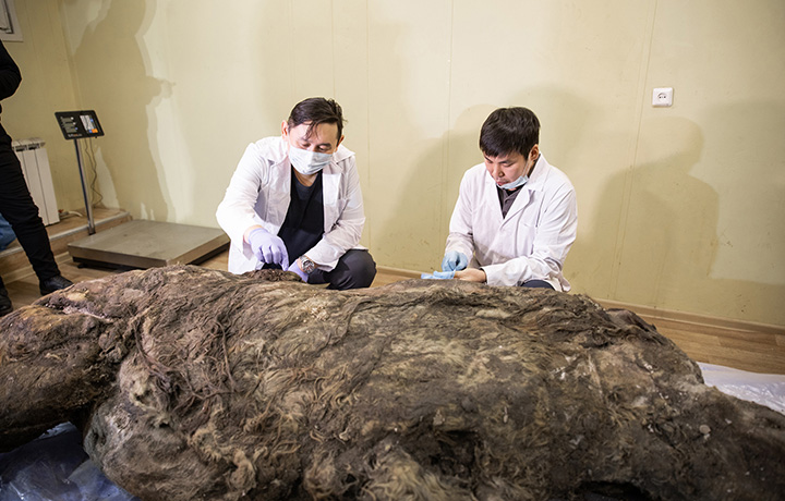 Well-preserved ice age woolly rhino found in Siberia 2