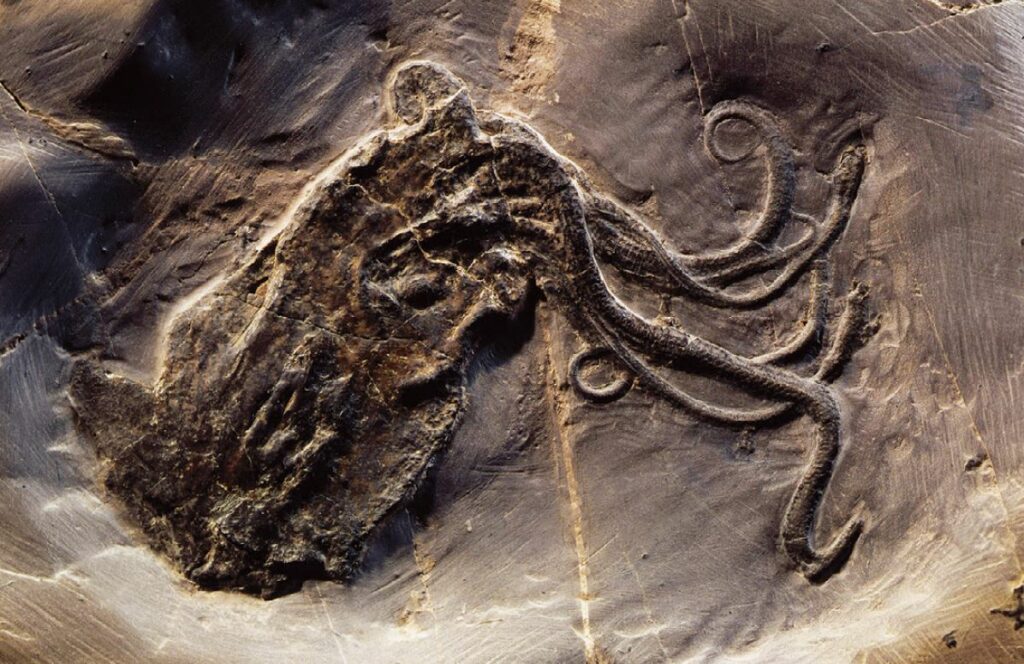 Octopuses were around before dinosaurs: The oldest known octopus fossil is 330 million-year-old 1