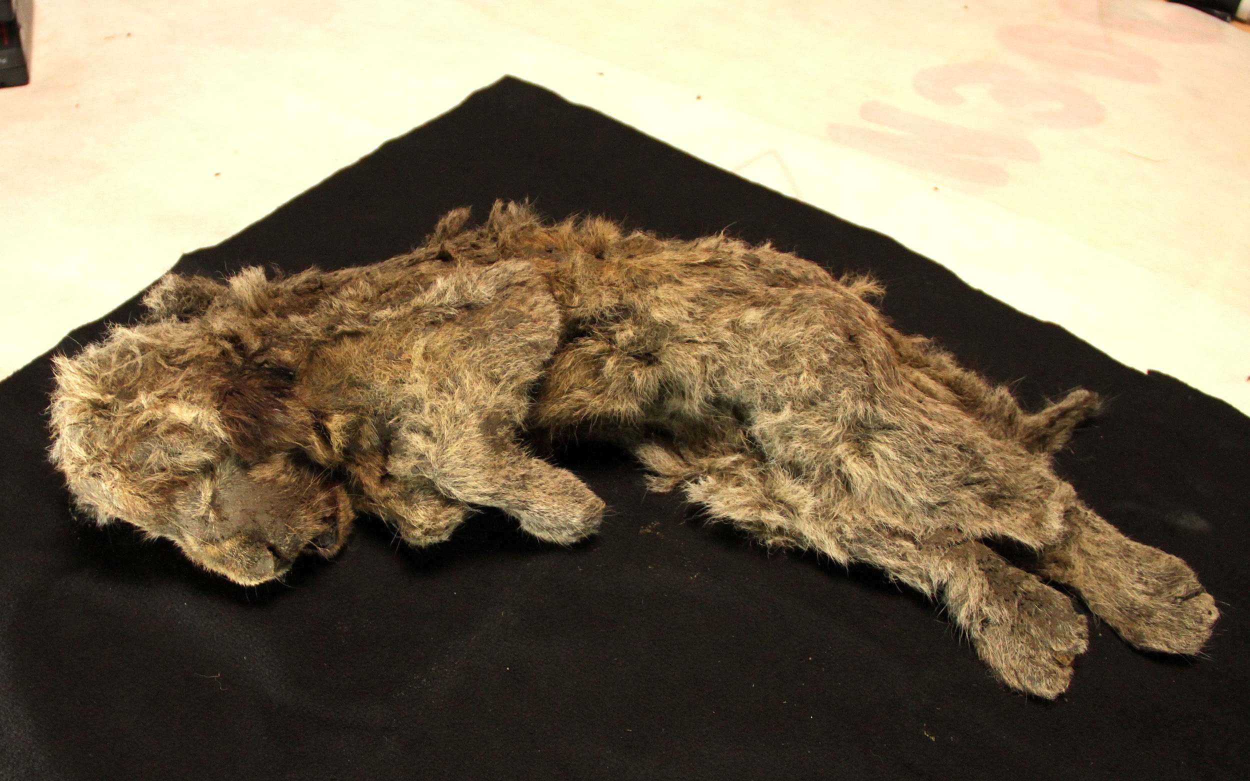 Anak singa gua yang dipelihara dengan sempurna ditemui di permafrost mendedahkan kehidupan spesies yang telah pupus 1