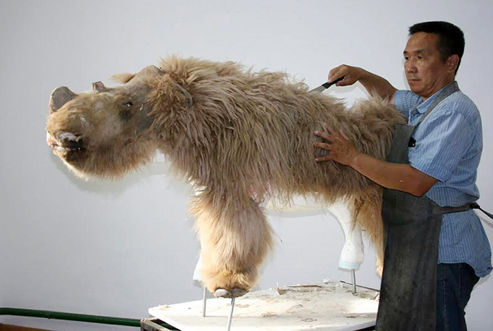 Well-preserved ice age woolly rhino found in Siberia 4