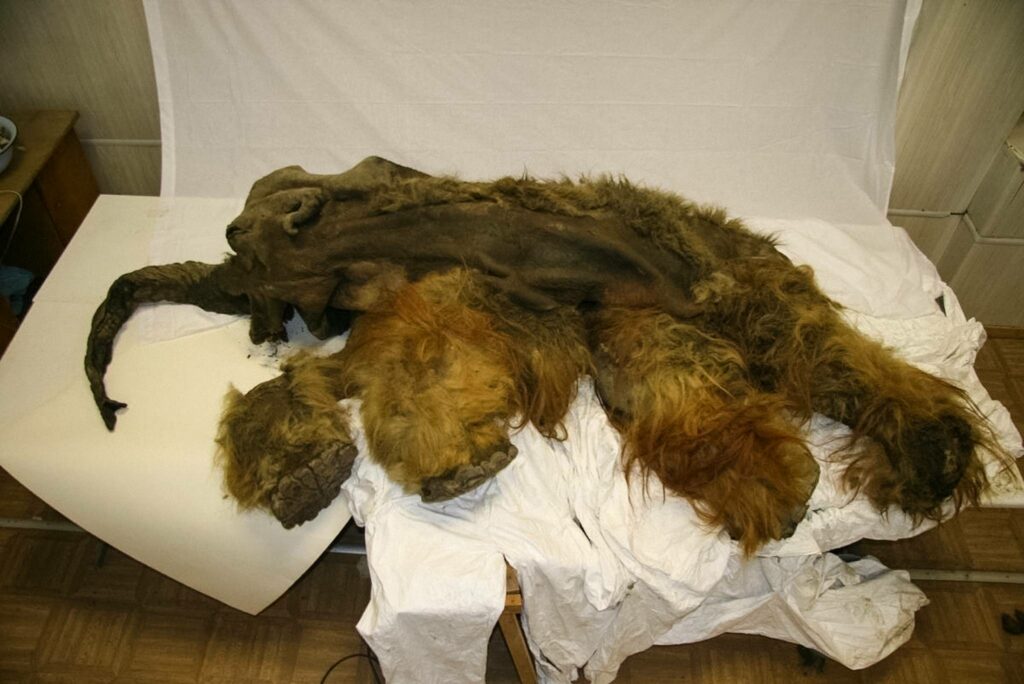 The 28,000-year-old mummified remains of a woolly mammoth, which was found in August 2010 on the Laptev Sea coast near Yukagir, Russia. The mammoth, named Yuka, was 6 to 9 years old when she died. © Image courtesy: Anastasia Kharlamova