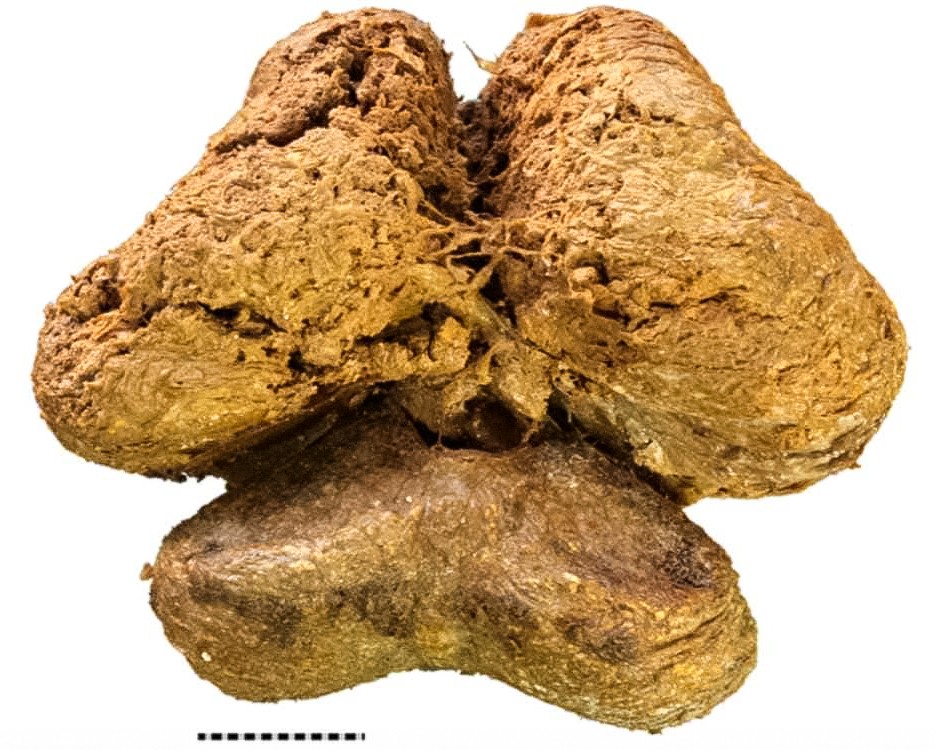 The 28,000-year-old mummified remains of Yuka the mammoth included an intact brain with its folds and blood vessels visible. © Image courtesy: Anastasia Kharlamova