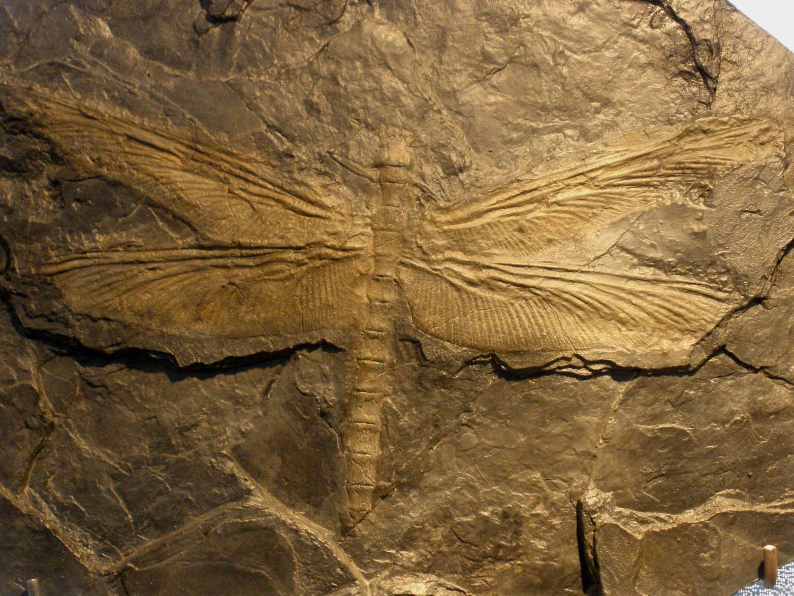 The largest insect ever existed was a giant 'dragonfly' 1