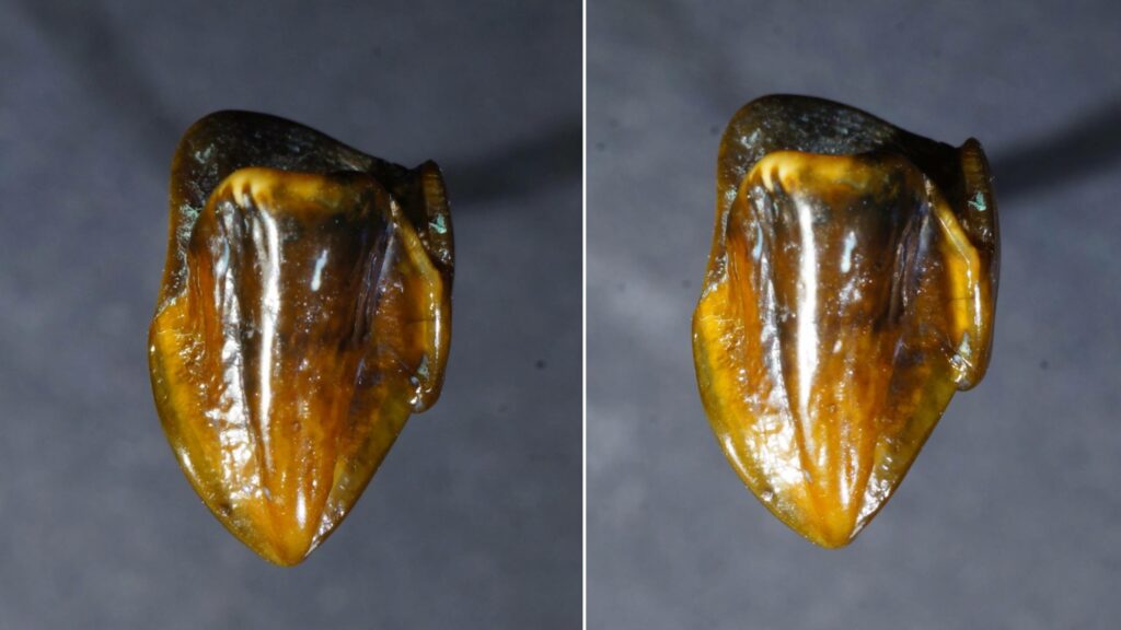 Forhistoriske tænder, der går 9.7 millioner år tilbage, kunne omskrive menneskets historie 3