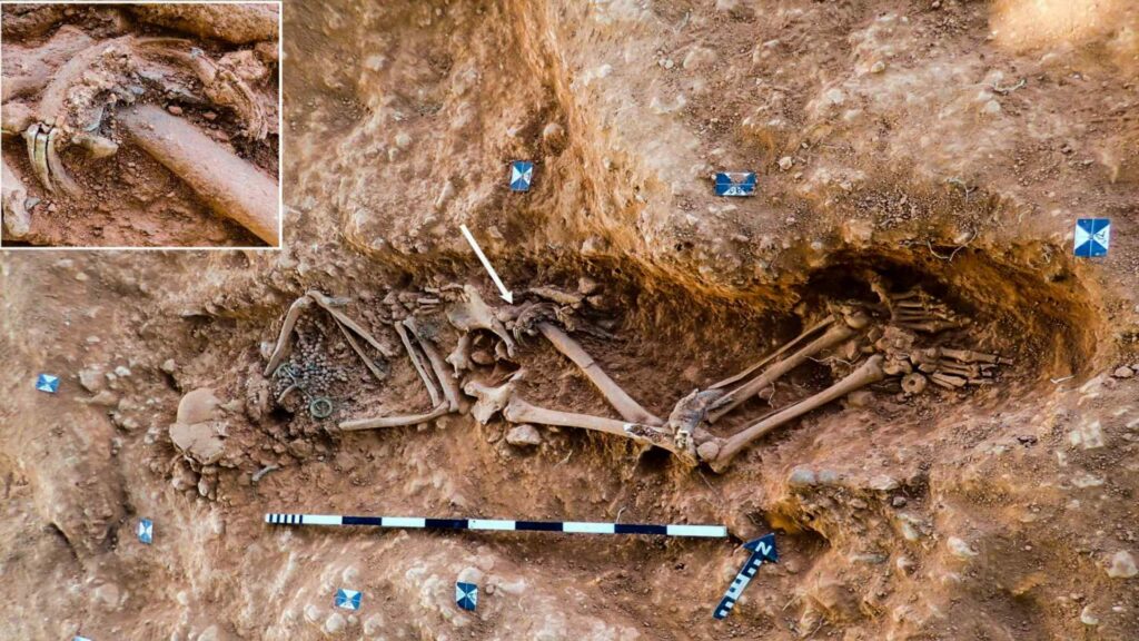 Revealed: The incredible 4,000-mile journey of ivory rings to elite Anglo-Saxon burials! 4