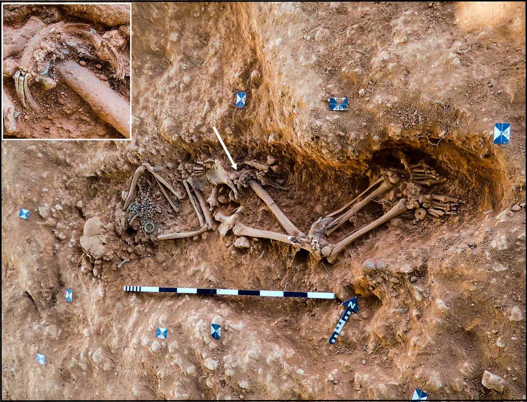 Honderden elite Angelsaksische vrouwen werden begraven met mysterieuze ivoren ringen. Nu weten onderzoekers dat het ivoor afkomstig was van olifanten die ongeveer 4,000 kilometer van Engeland verwijderd waren.