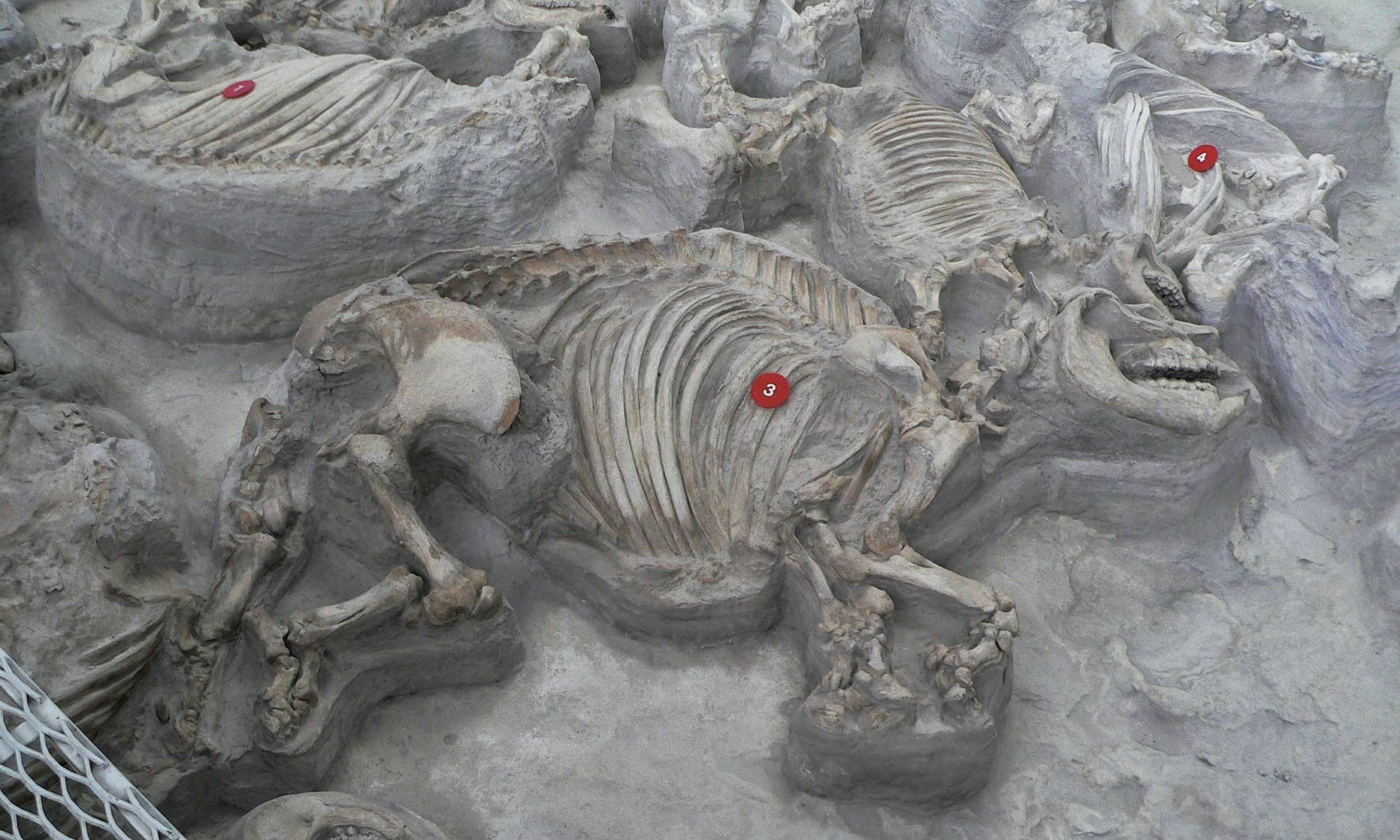 Nebraska 1'de eski bir kül yatağında bulunan yüzlerce iyi korunmuş tarih öncesi hayvan