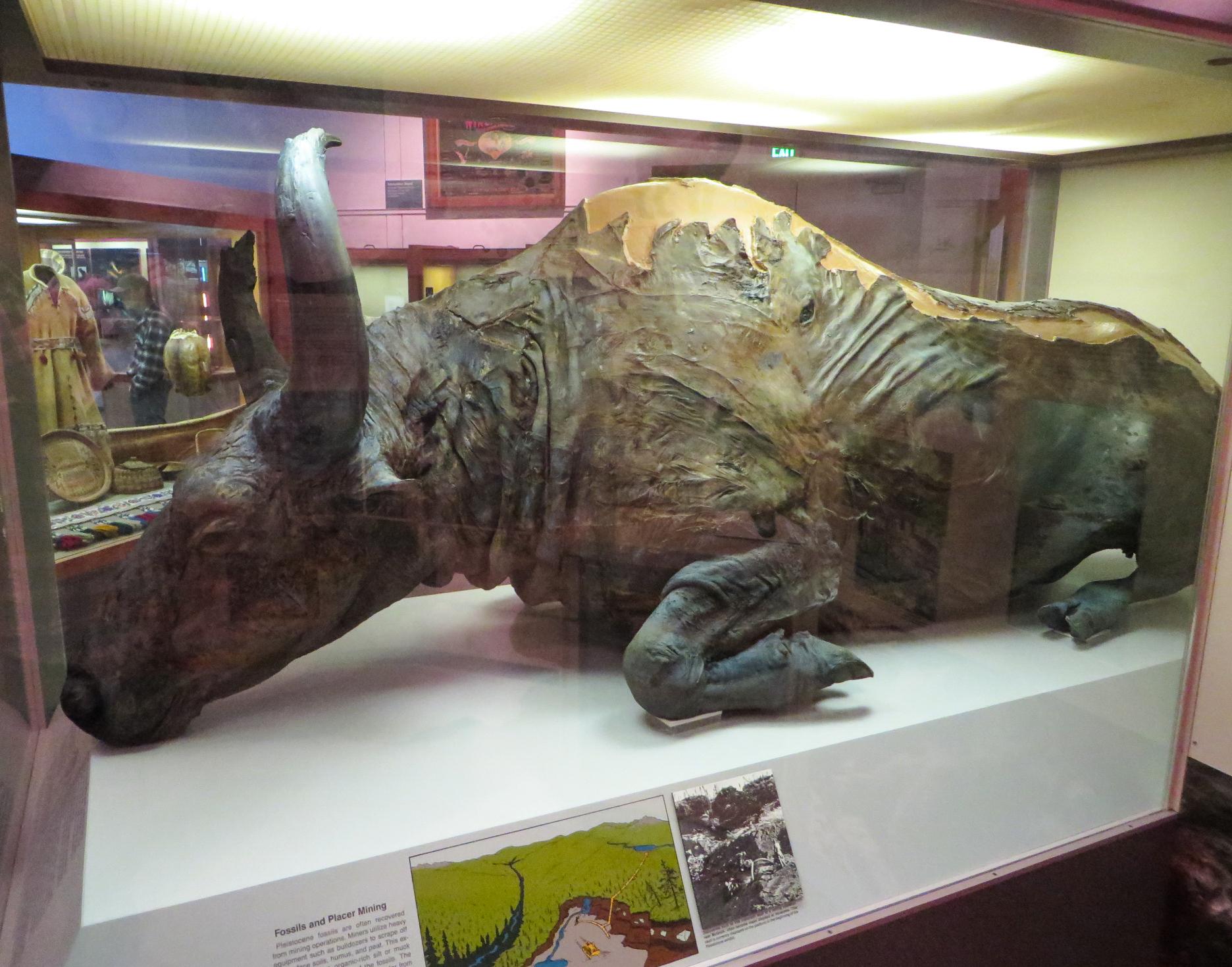 A steppe bison on display at the University of Alaska Museum of the North in Fairbanks.The steppe bison is one of several extinct large mammals that roamed interior Alaska during the Wisconsinan glacial period, 100,000 to 10,000 years ago. This specimen died about 36,000 years ago and was found during the summer of 1979. It has a bluish color over the entire carcass, caused by the phosphorus in the animal tissue reacting with the iron in the soil to produce a mineral coating of vivianite - which became a brilliant blue when it was exposed to air. Hence the name Blue Babe.