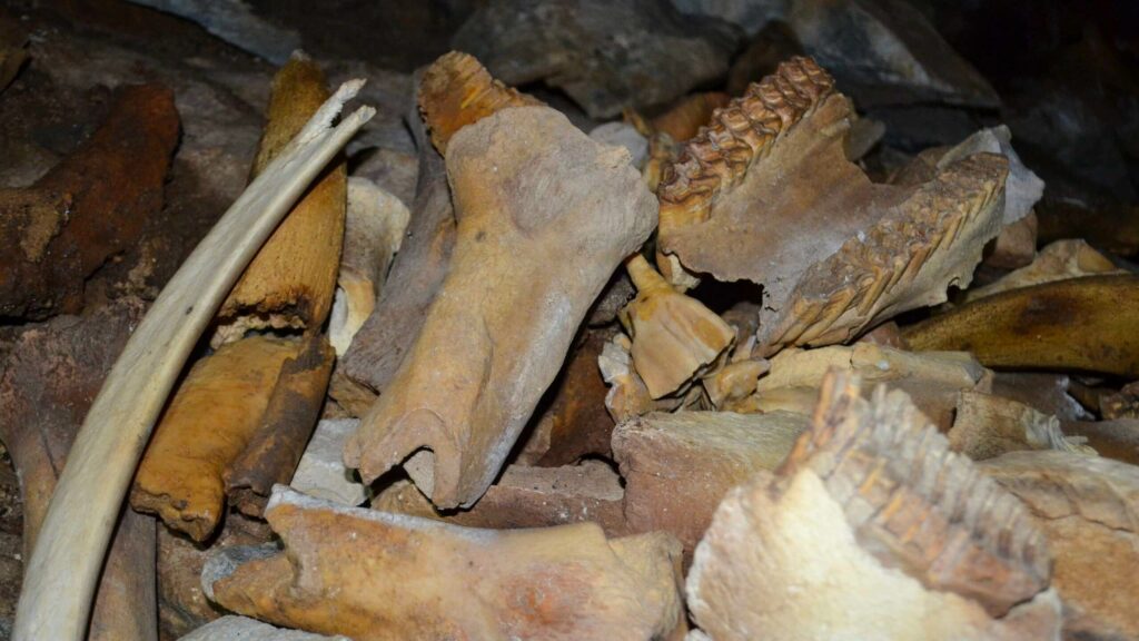 La grotte sibérienne remplie d'os de mammouth, de rhinocéros et d'ours est un ancien repaire d'hyènes 7