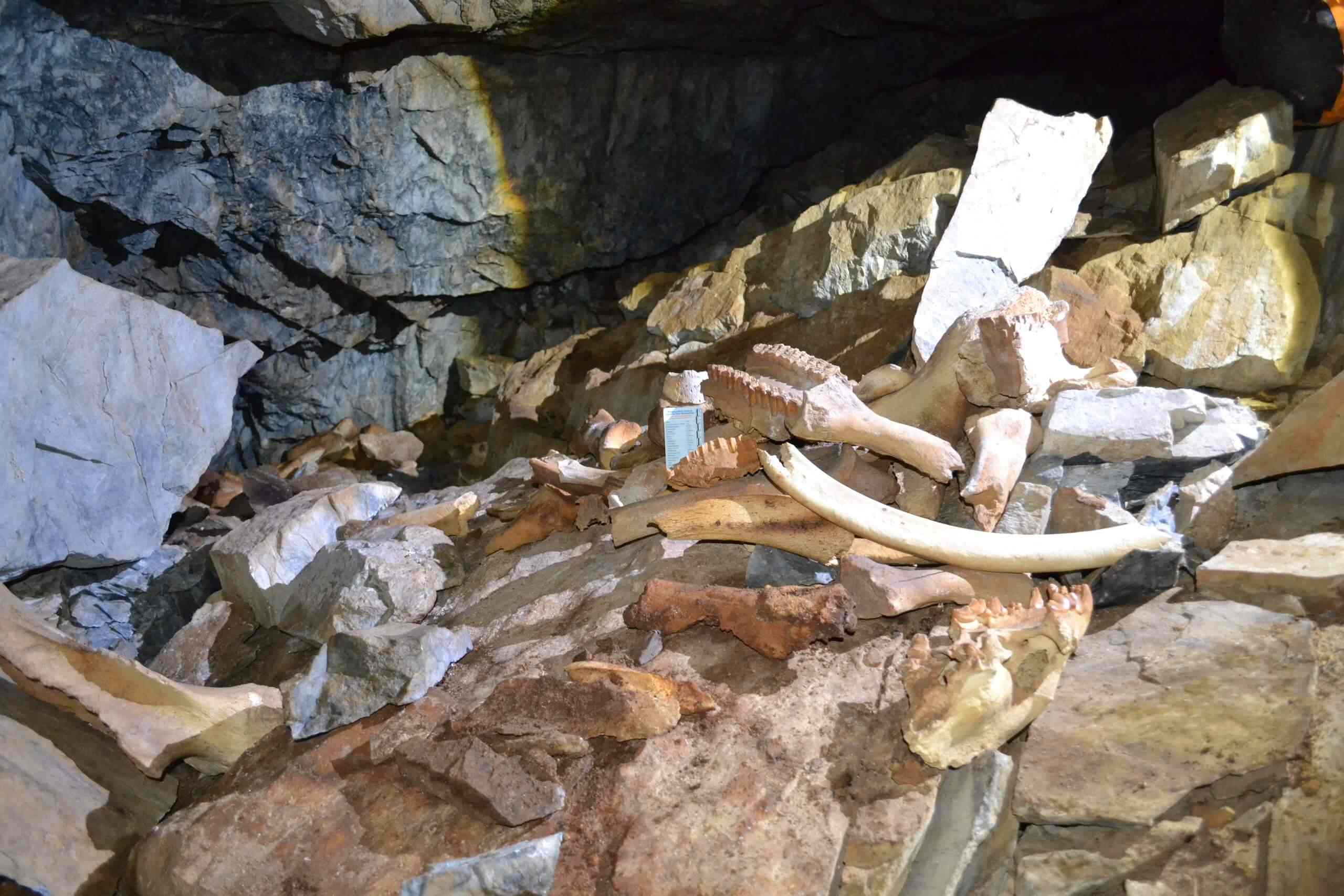 В пещере были обнаружены кости мамонтов, носорогов, шерстистых бизонов, яков, оленей, газелей и многих других животных. Изображение предоставлено: Институт геологии и минералогии им. В.С. Соболева