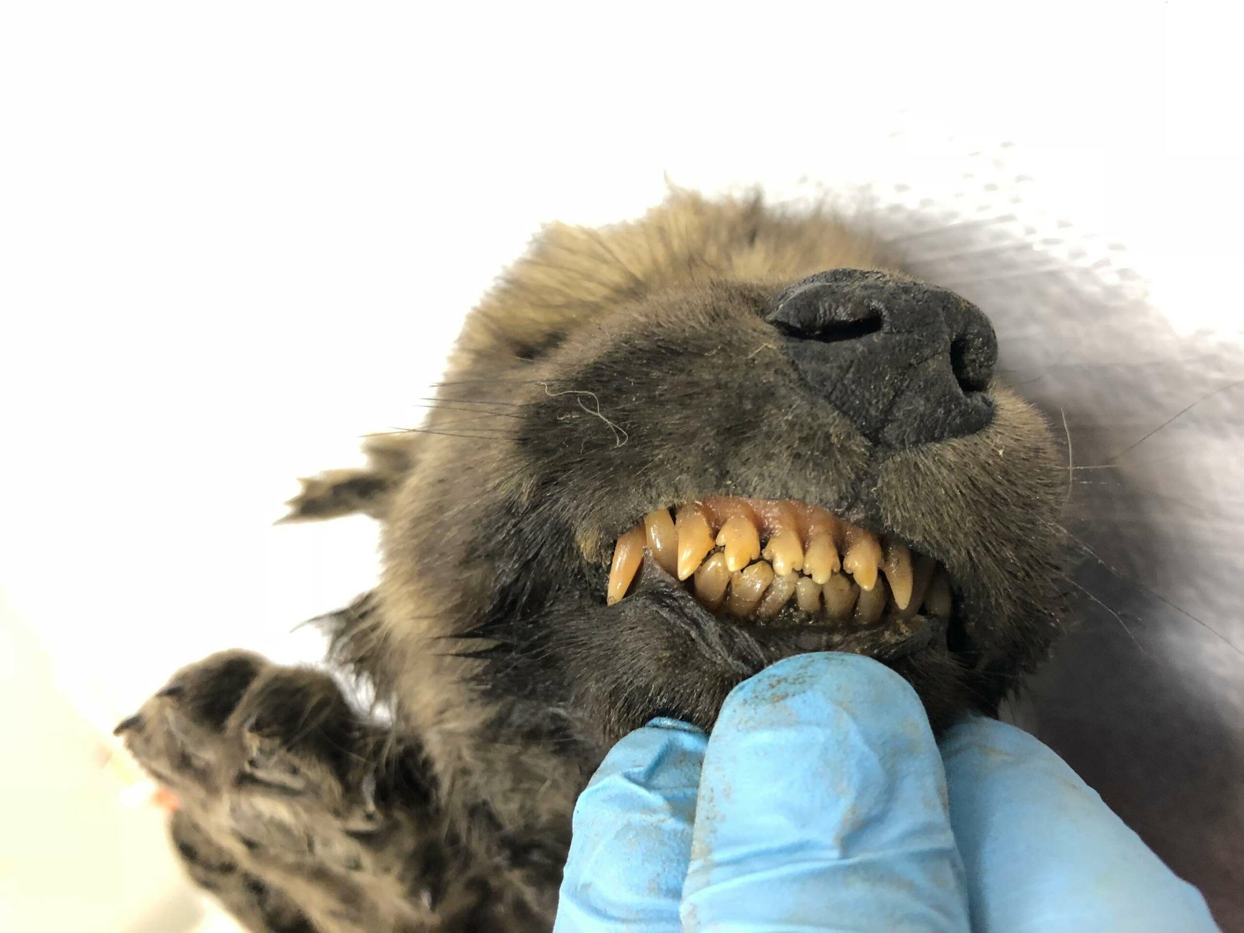 Dogor – the 18,000-year-old puppy perfectly preserved in Siberian permafrost 1