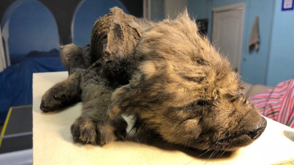 Dogor – the 18,000-year-old puppy perfectly preserved in Siberian permafrost 5
