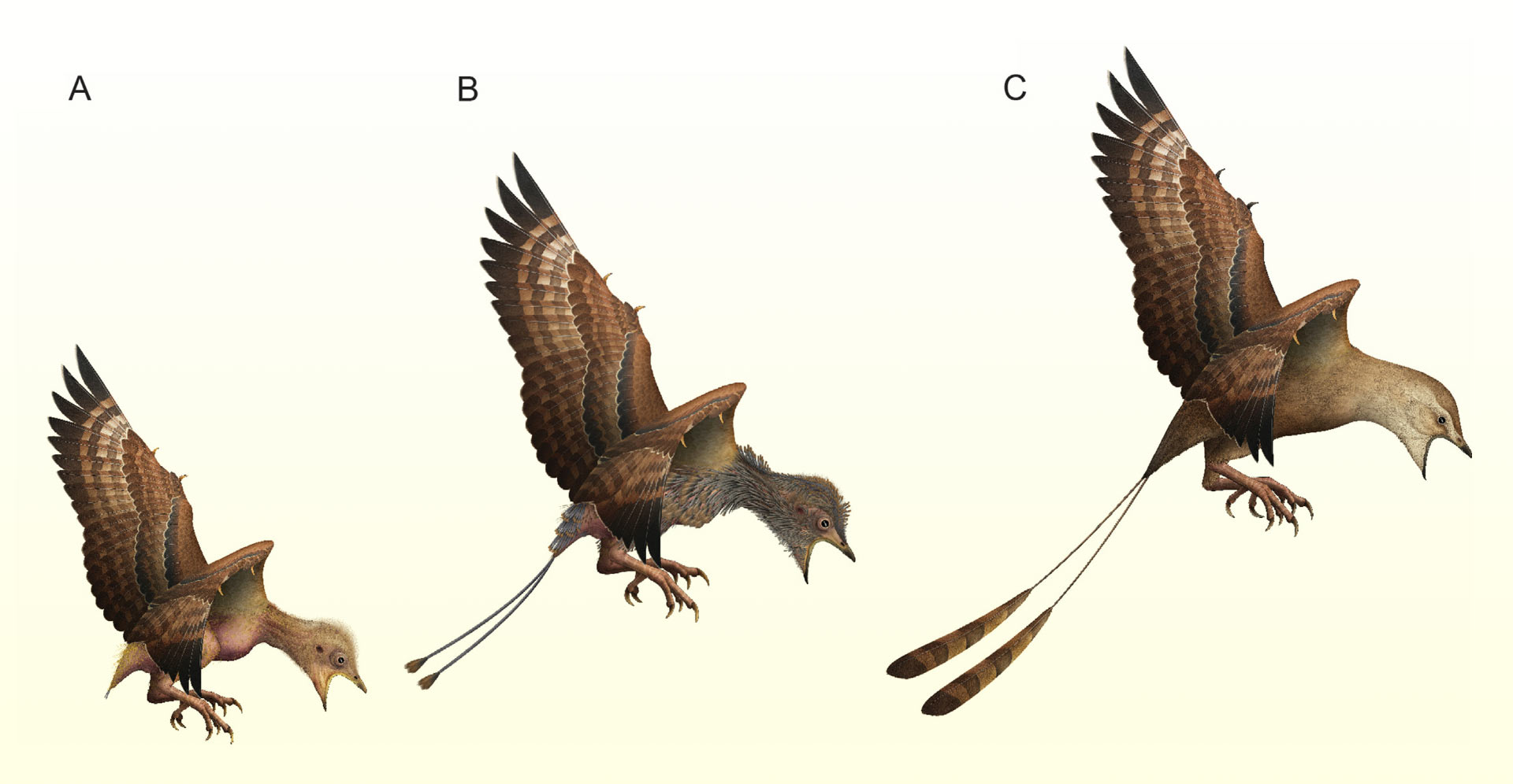 Hypotetisk smeltecyklus hos unge enantiornithine fugle: (A) rugende fugl med sparsom fødselsfjerdragt; (B) hurtig smeltning; (C) unge med ung fjerdragt inklusive fuldt udviklede rachis-dominerede fjer.