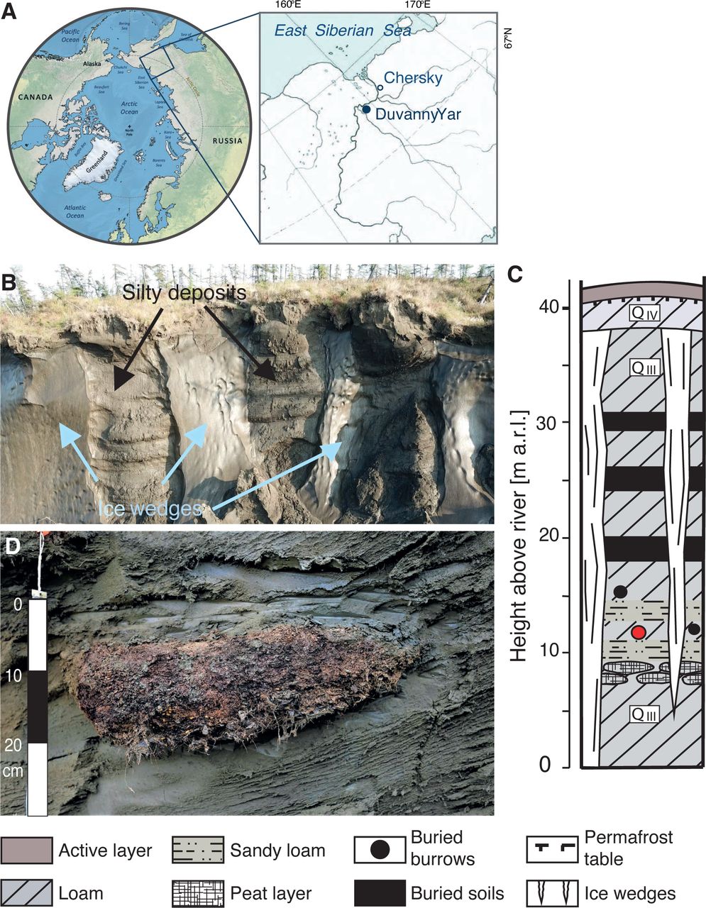 Drevni sibirski crv se vratio u život nakon 46,000 godina i počeo se razmnožavati! 1