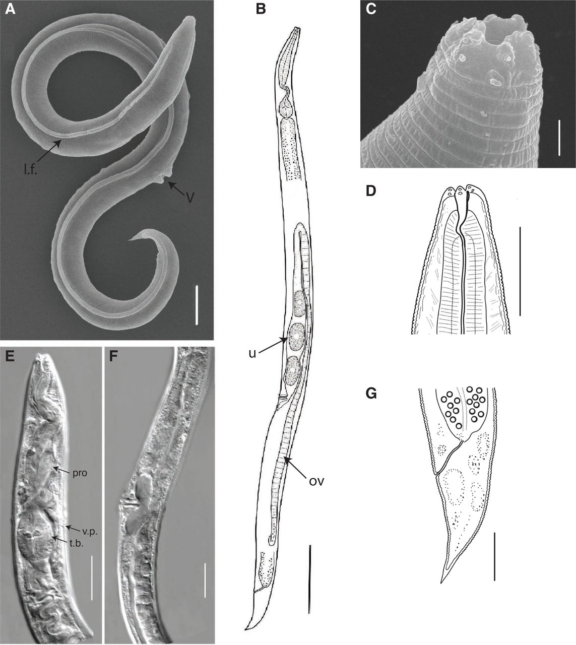 Den gamle sibiriske orm kom tilbage til livet efter 46,000 år og begyndte at formere sig! 2