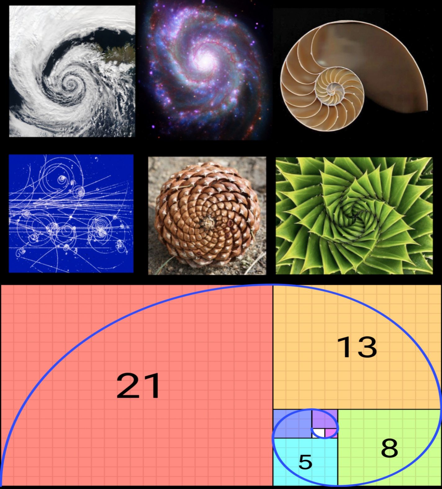 407-million-year-old fossil challenges long-held theory on Fibonacci spirals found in nature 2