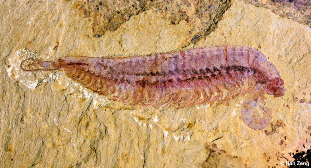 Fossilt eksemplar af Kylinxia, ​​holotype