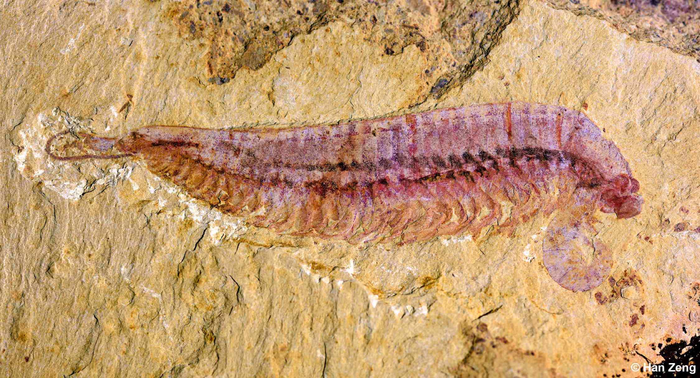 Espécimen fósil de Kylinxia, ​​holotipo